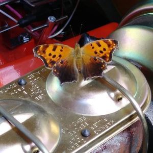 Meet your Posher, Kim